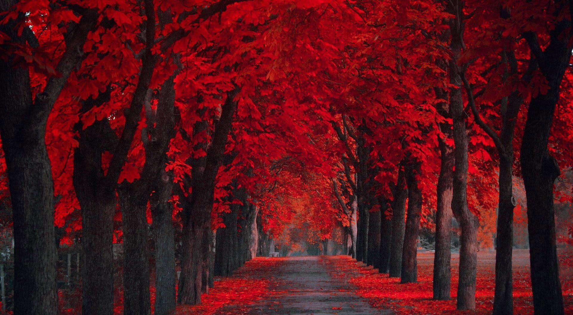 Red Wallpapers HD Free Download