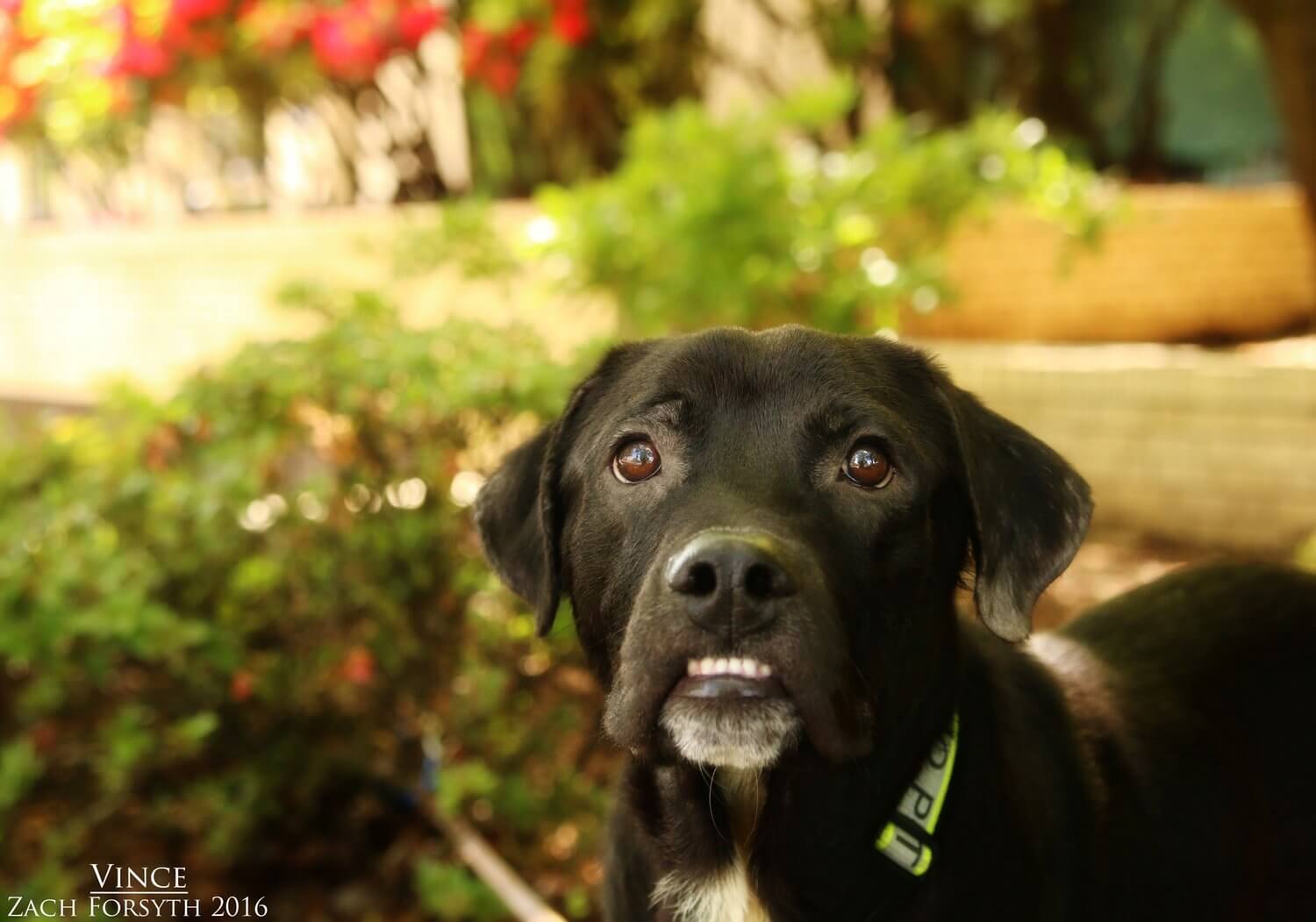 Pet Adoption Portland Tx Adoption Information Portland Tx Official
