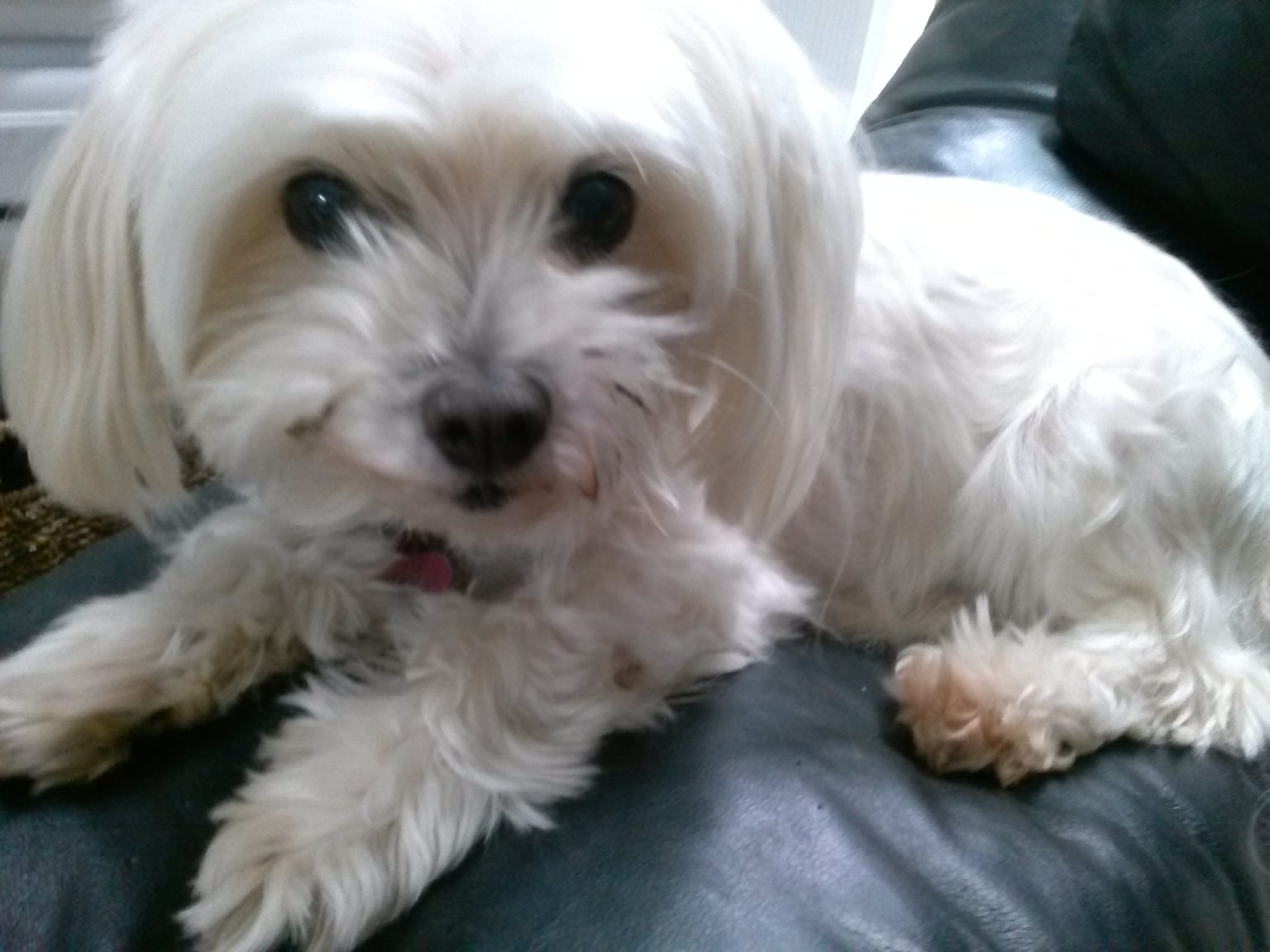 The Pixie Project Zoe*Adopted* Nonprofit Animal Shelter and Rescue