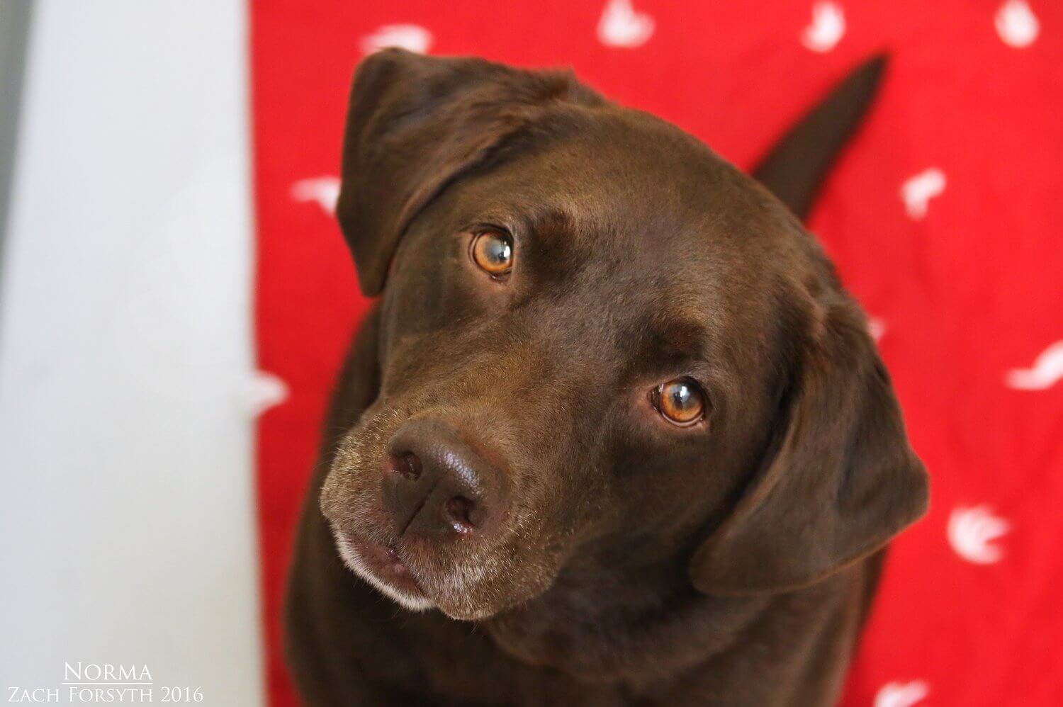 Chocolate Lab Rescue Oregon