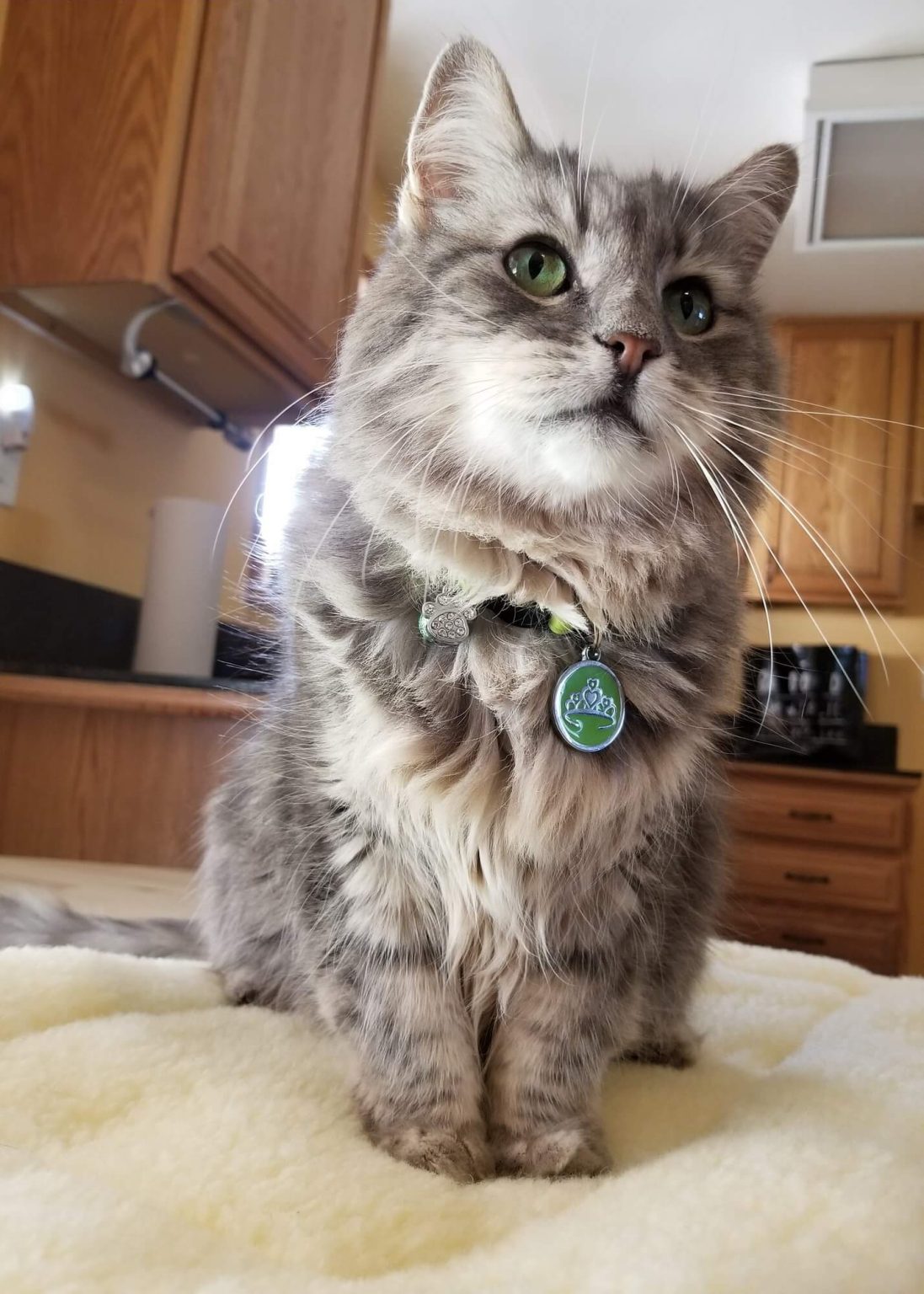 The Pixie Project Emerald Nonprofit Animal Shelter and Rescue