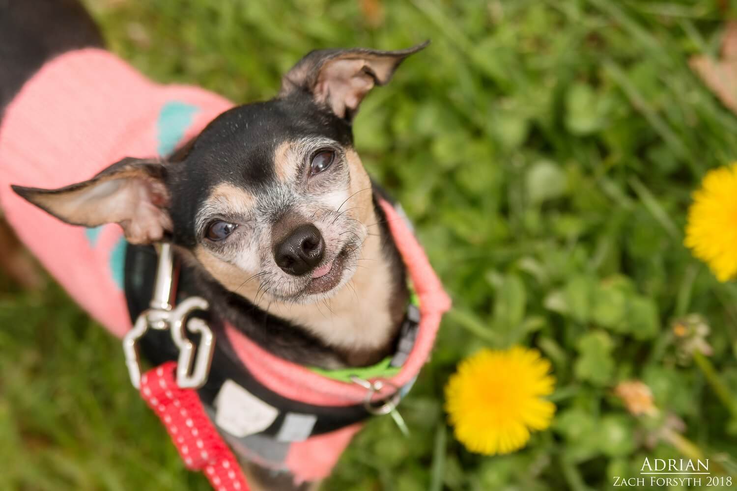 The Pixie Project Adrian*Adopted Nonprofit Animal Shelter and