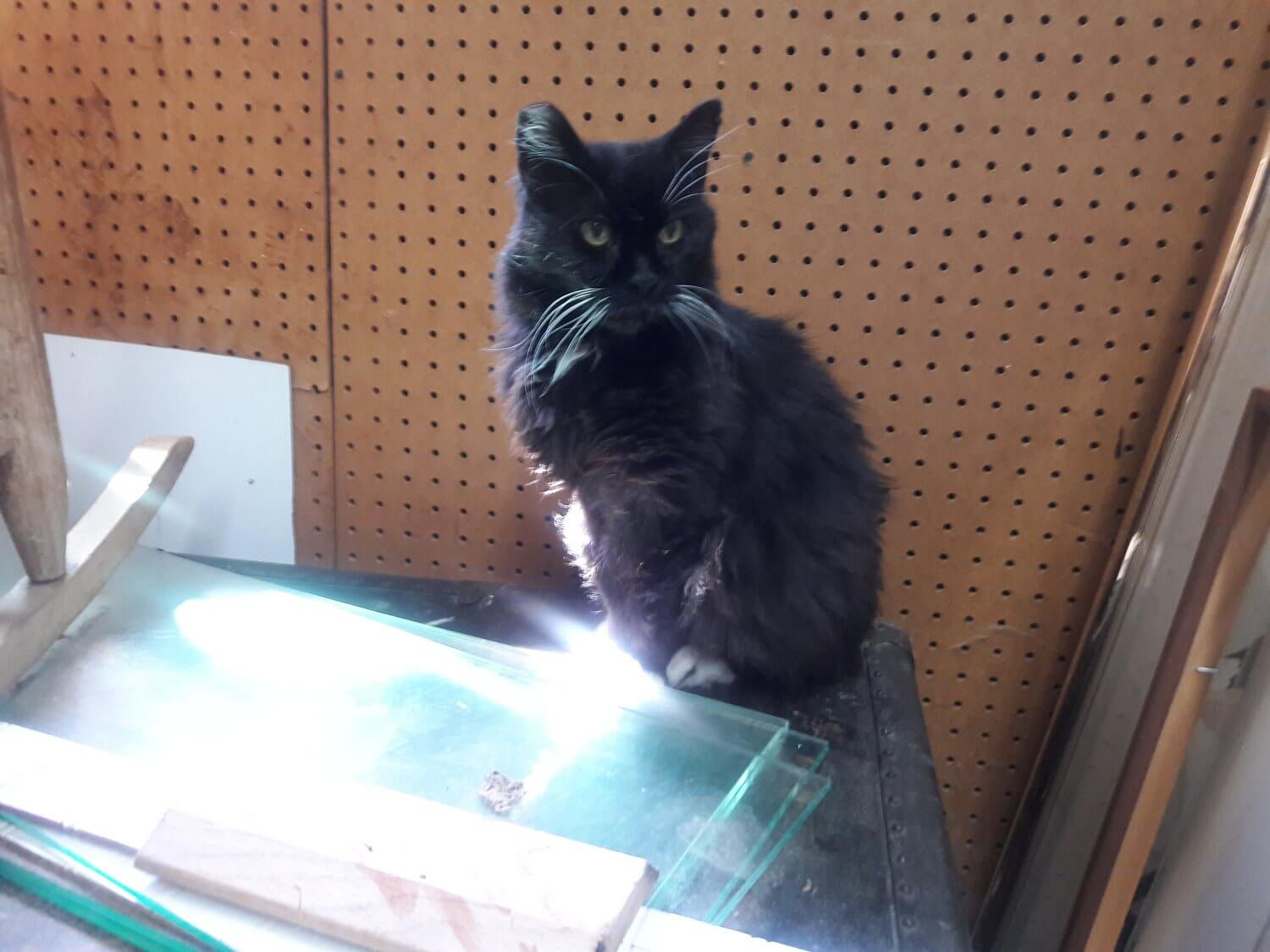 The Pixie Project Fangelina Nonprofit Animal Shelter and Rescue