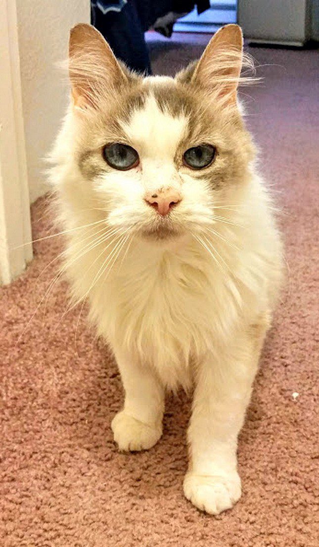 The Pixie Project Adopt Nonprofit Animal Shelter and Rescue Dog