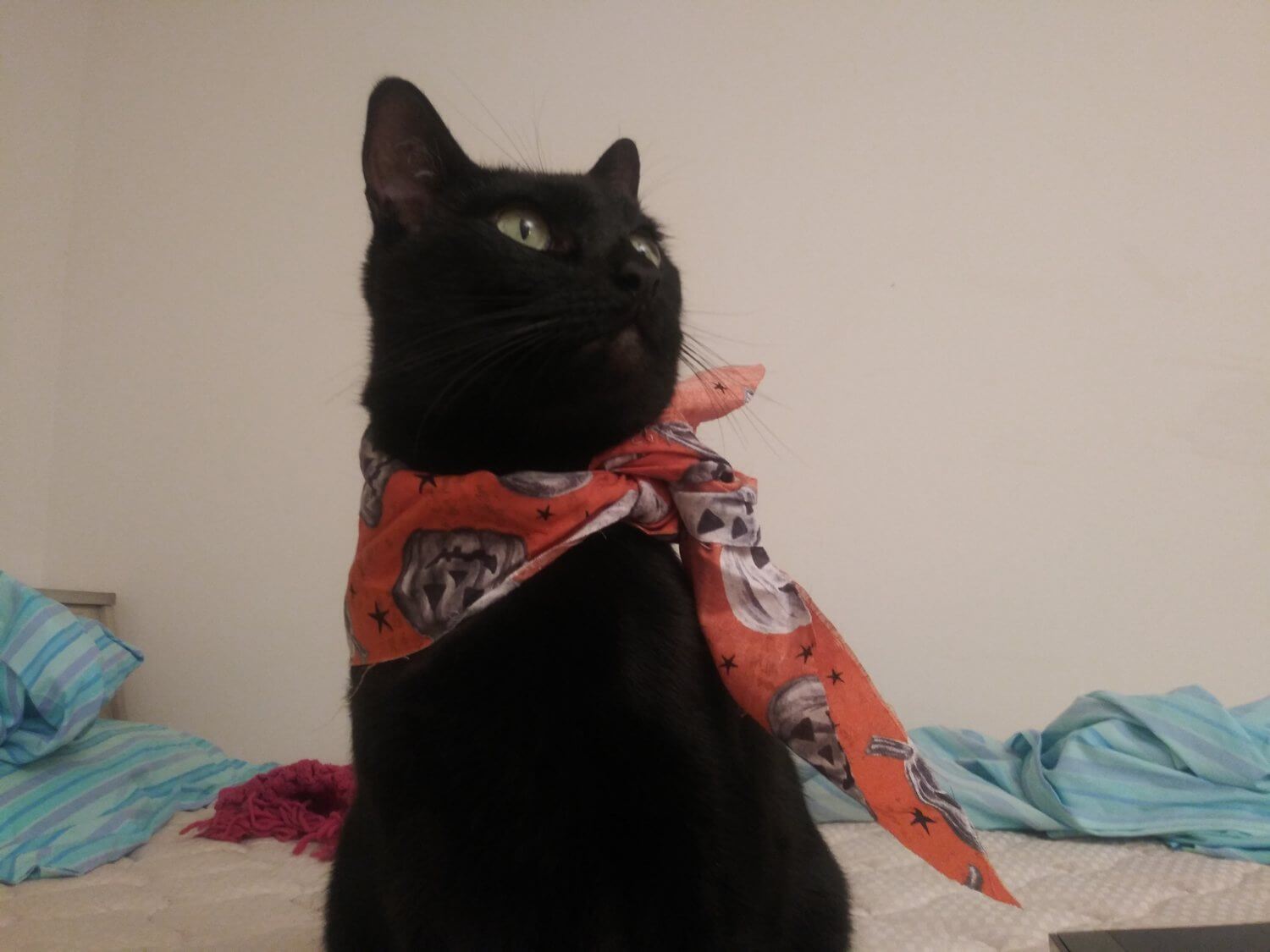 The Pixie Project Moxxi Nonprofit Animal Shelter and Rescue Dog