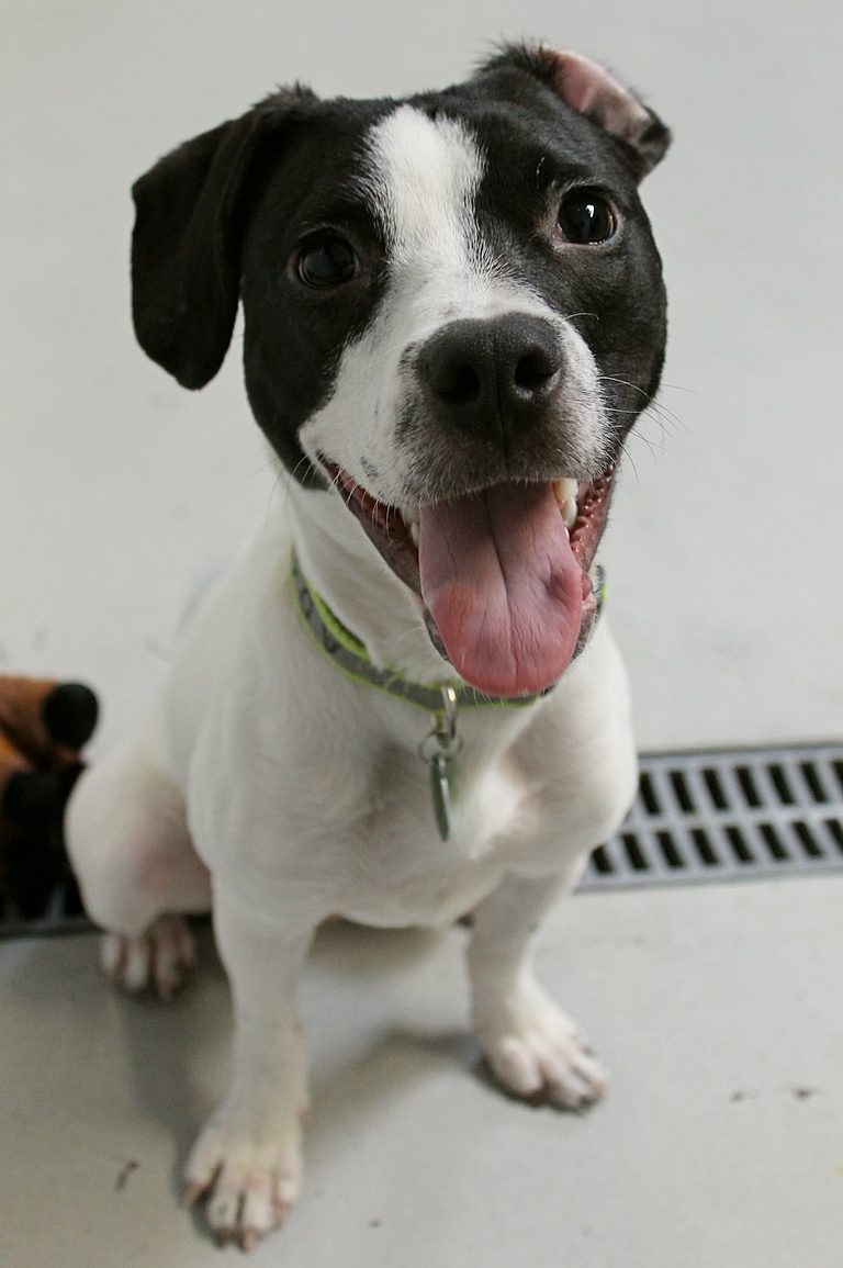 The Pixie Project Dogs Nonprofit Animal Shelter and
