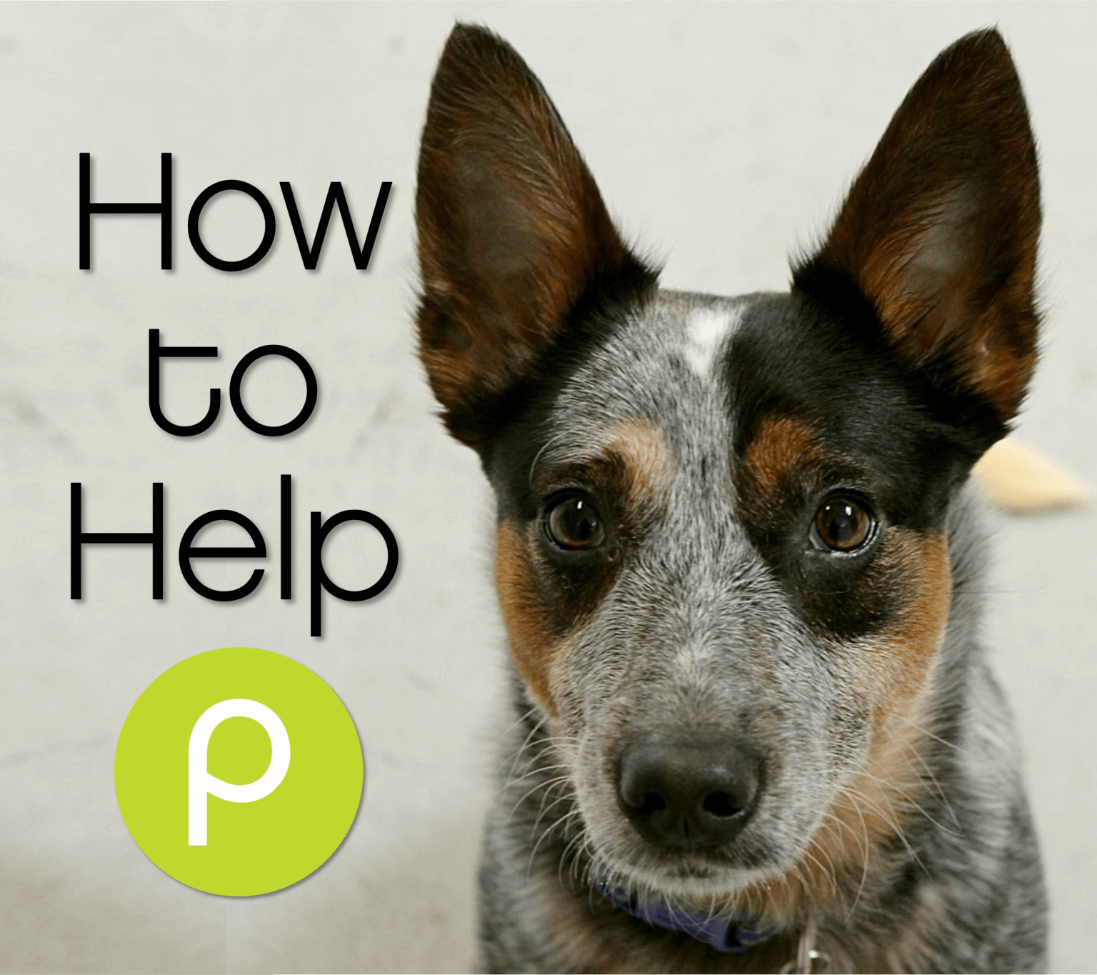 The Pixie Project How to Help Nonprofit Animal Shelter and Rescue