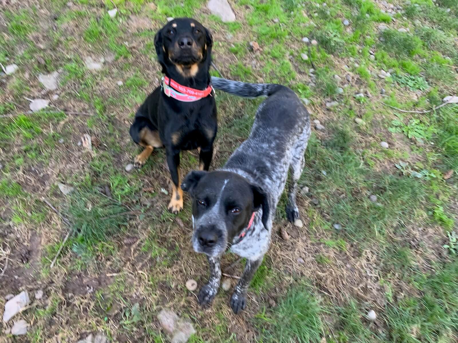 The Pixie Project Zuri* Adopted! Nonprofit Animal Shelter and Rescue Dog and Cat