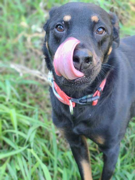 The Pixie Project Zuri* Adopted! Nonprofit Animal Shelter and Rescue Dog and Cat