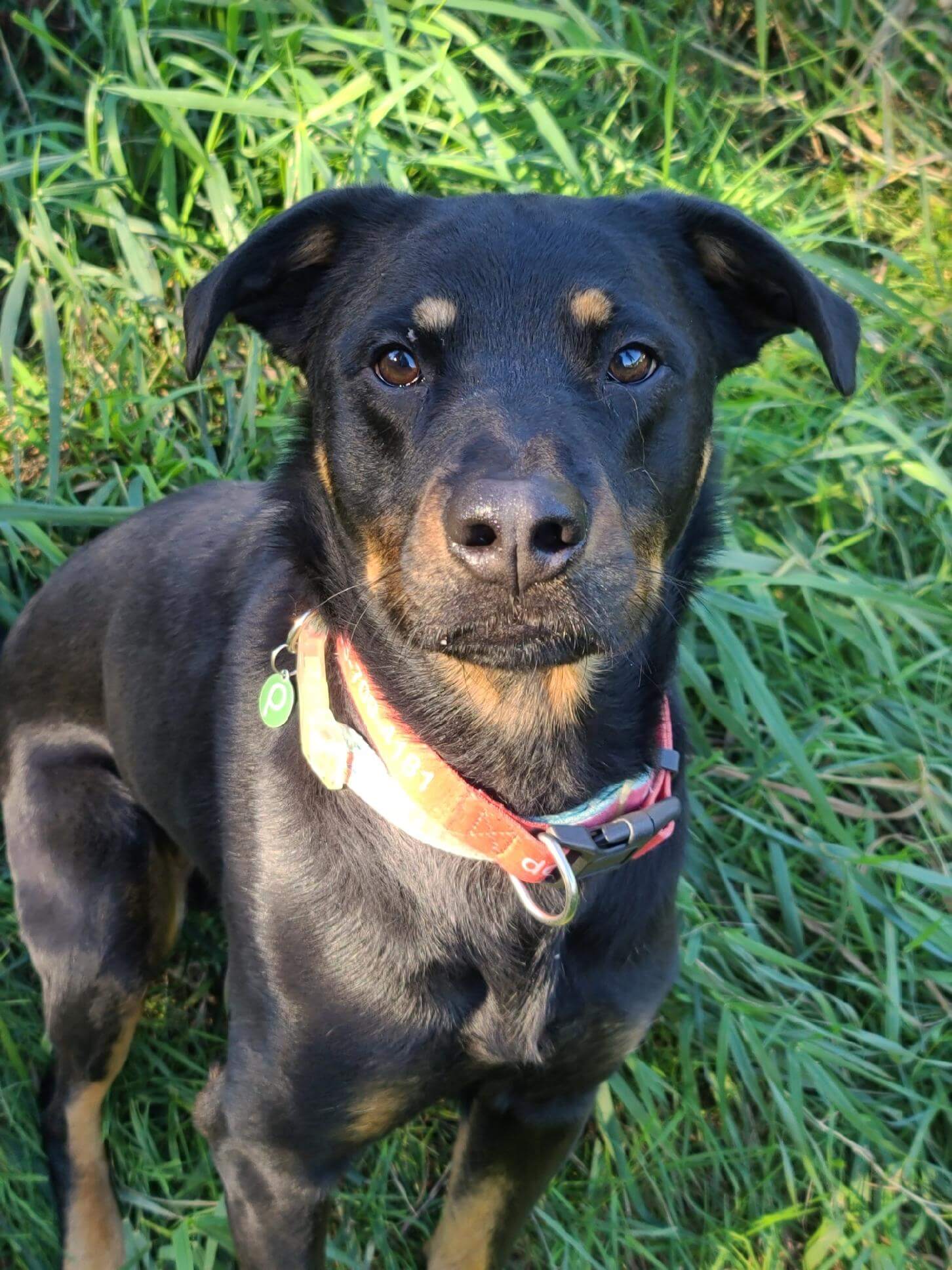 The Pixie Project Zuri* Adopted! Nonprofit Animal Shelter and Rescue Dog and Cat