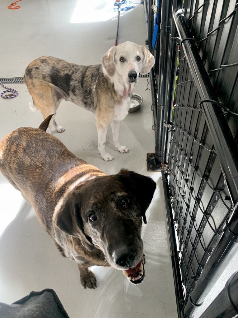 Free Pet Adoption Portland Oregon Rehome is free to you, and your cat