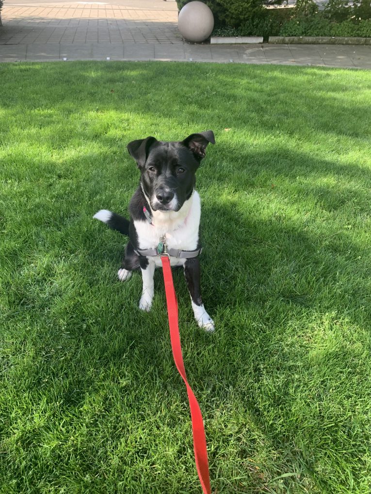 The Pixie Project Sawyer*Adopted Nonprofit Animal Shelter and