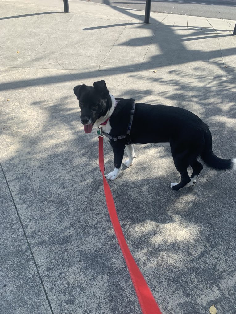 The Pixie Project Sawyer*Adopted Nonprofit Animal Shelter and