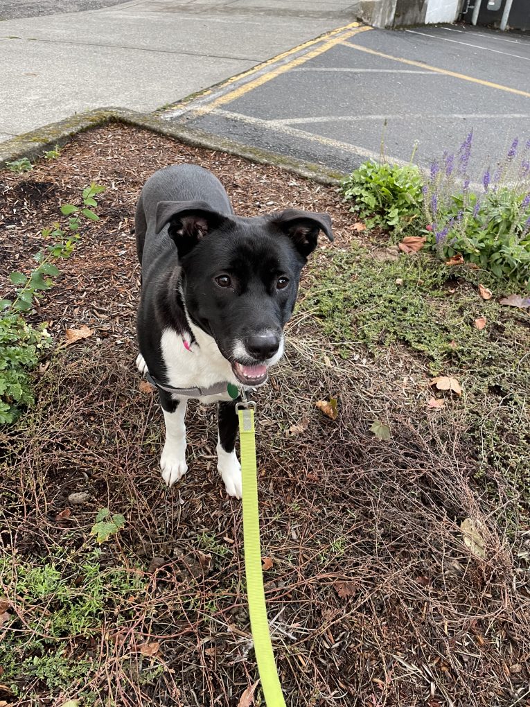 The Pixie Project Sawyer*Adopted Nonprofit Animal Shelter and