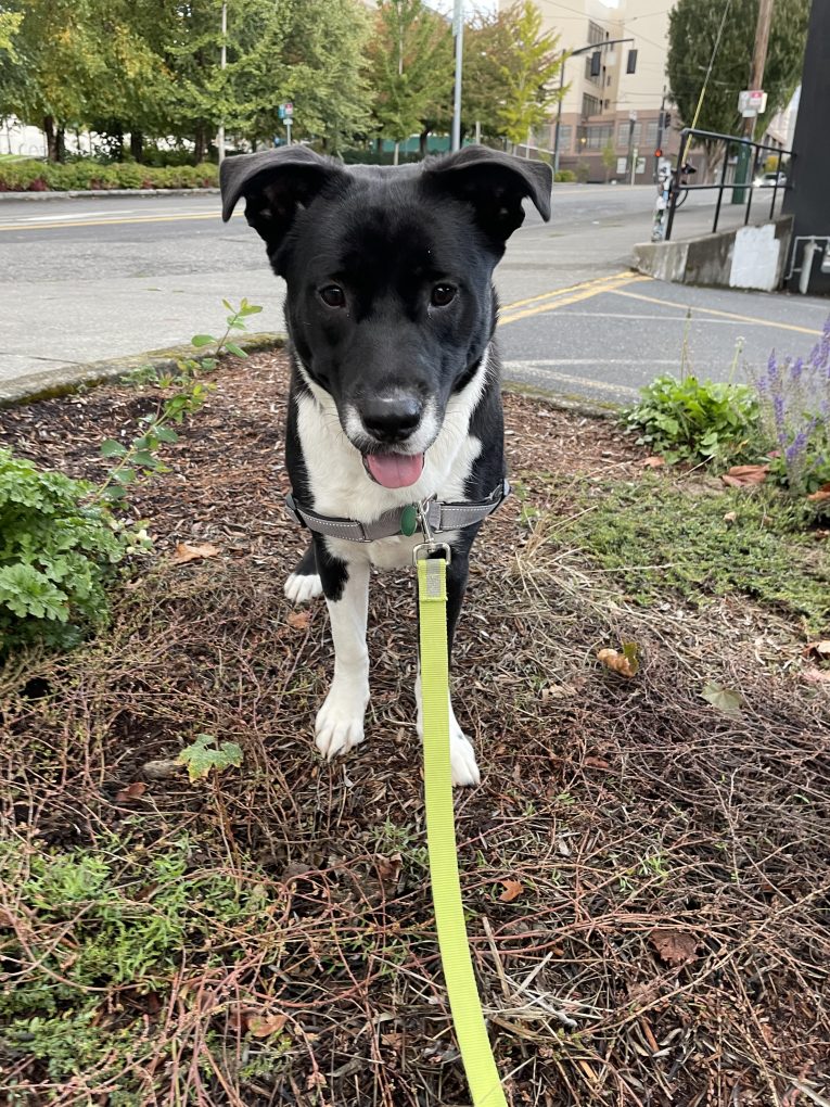 The Pixie Project Sawyer*Adopted Nonprofit Animal Shelter and