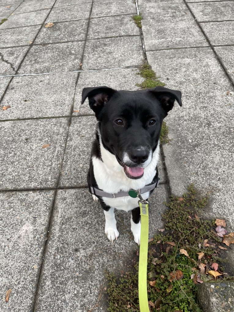 The Pixie Project Sawyer*Adopted Nonprofit Animal Shelter and