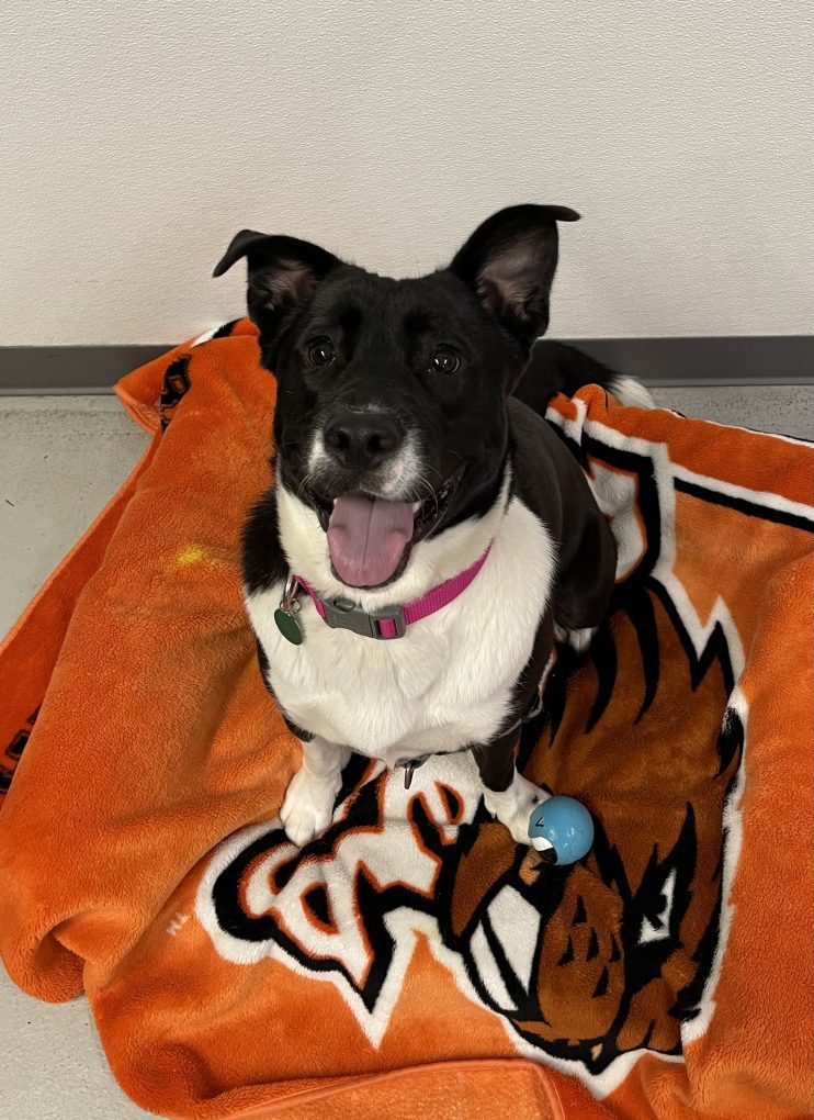 The Pixie Project Sawyer*Adopted Nonprofit Animal Shelter and