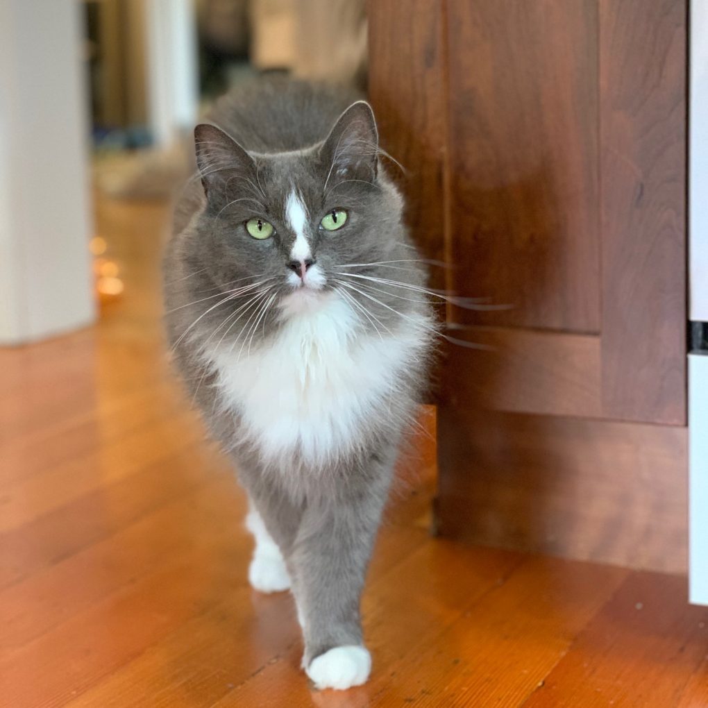 The Pixie Project Peggy *Adopted* Nonprofit Animal Shelter and