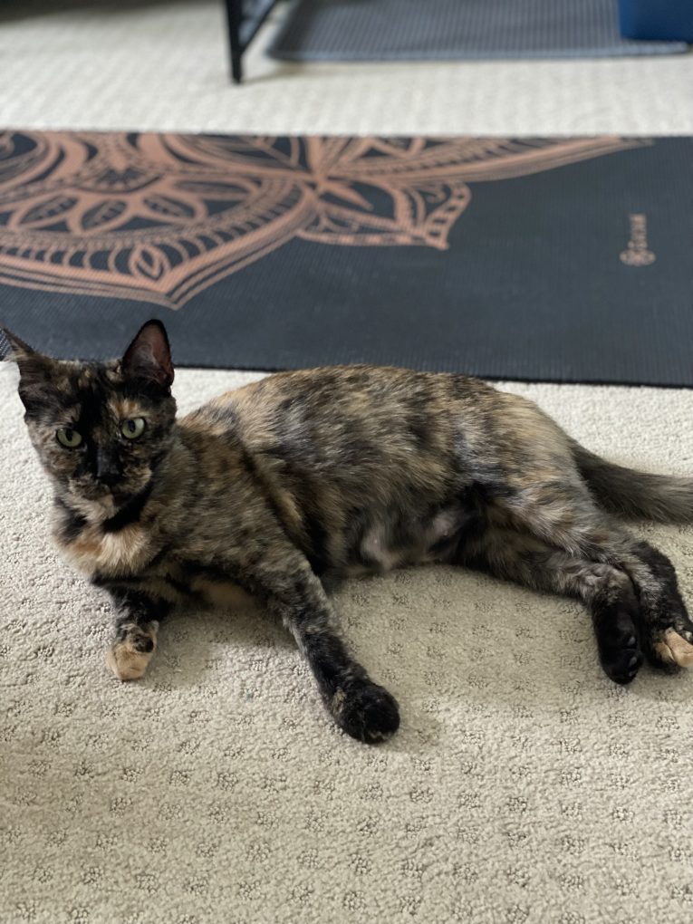 The Pixie Project Adopt Nonprofit Animal Shelter and Rescue Dog