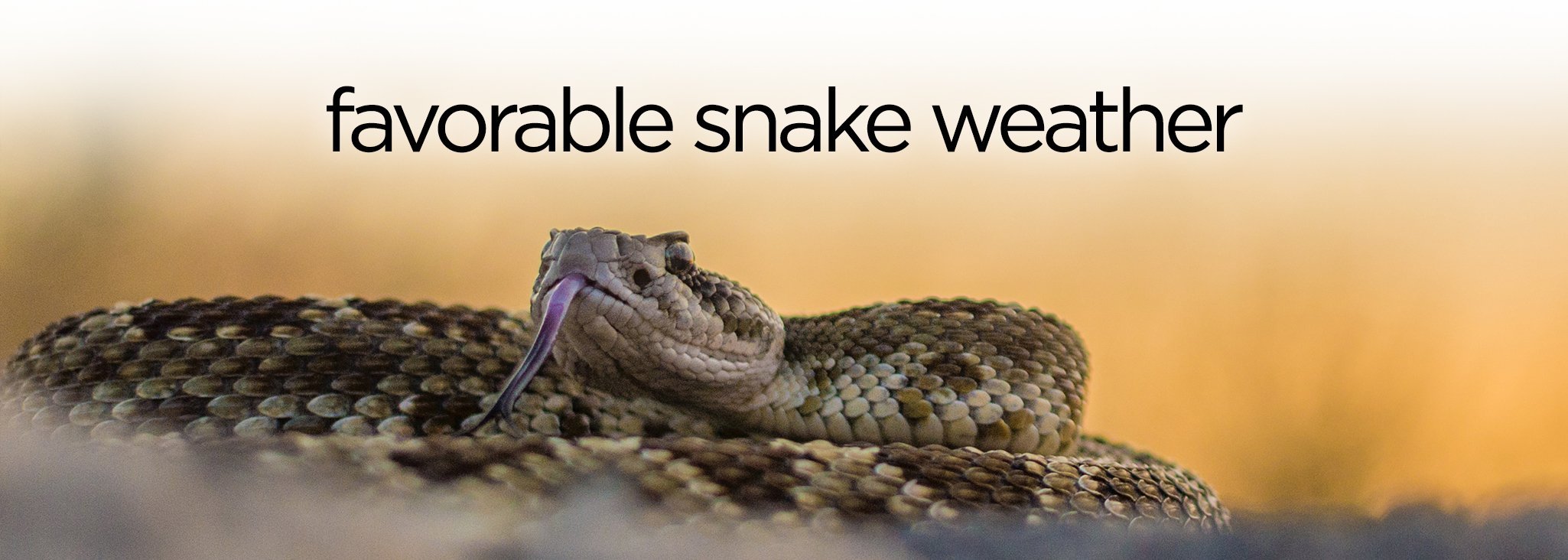 Favorable Rattlesnake Weather Placer Snake Removal Rattlesnake Removal