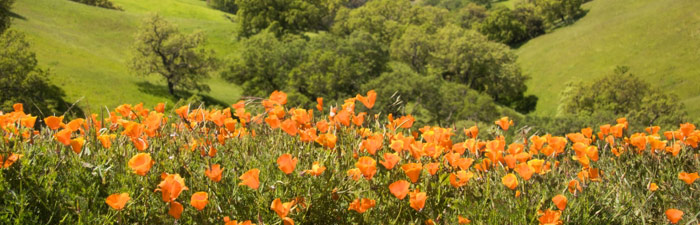 Kern Placer Title Company