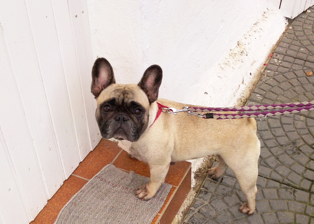 plaetzchenwolf Schattenseiten Start