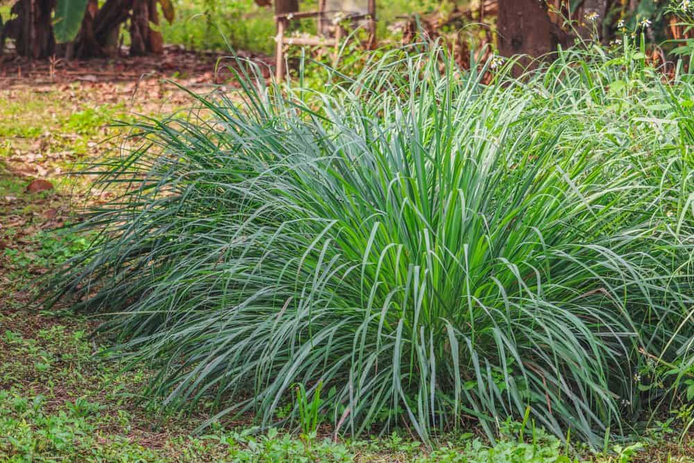 8 Plantas y Flores que Repelen Abejas y Avispas PlagasWIKI
