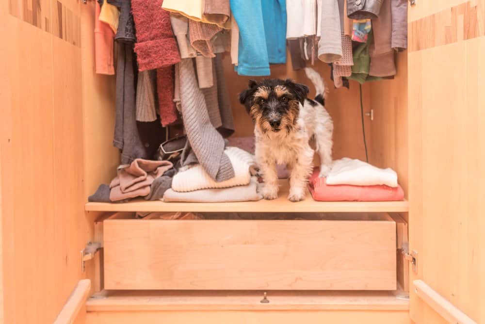 Los Repelentes Naturales Ayudan a Mantener a los Perros