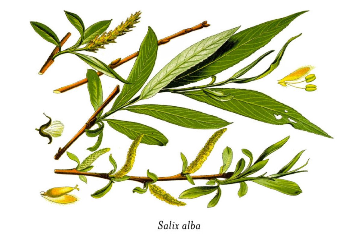 white willow bark Plamed Group