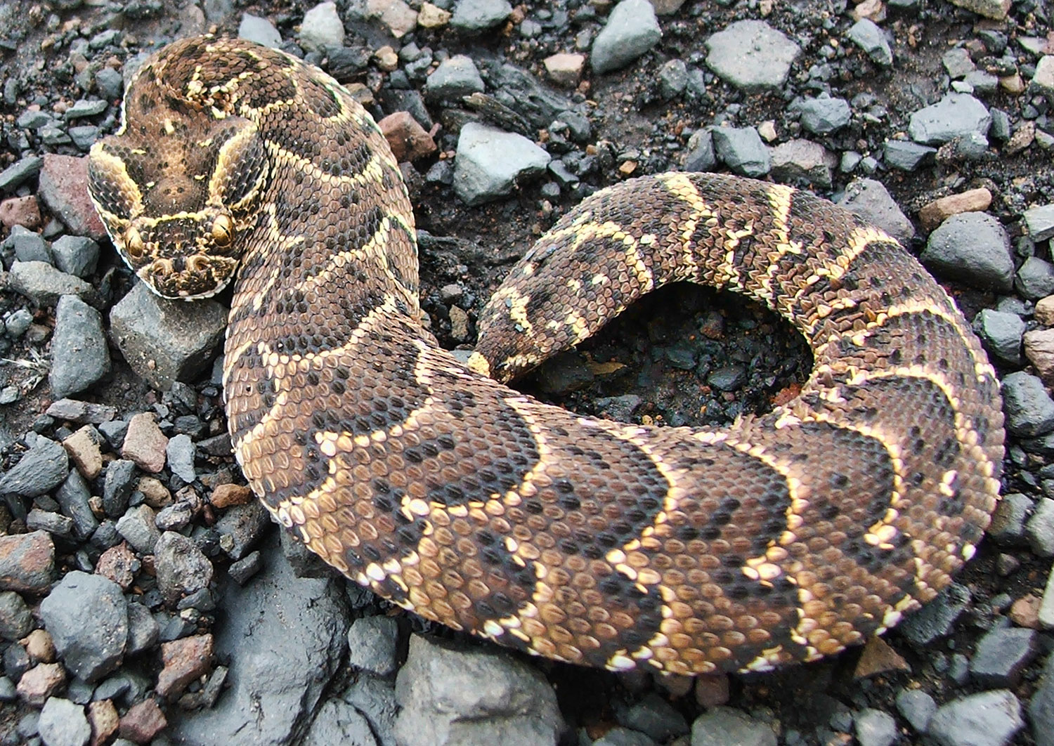 World's 10 Most Dangerous Snakes Deadly
