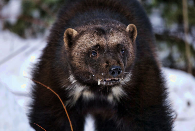 Can a Wolverine Kill a Man and more Wolverine Facts Deadly