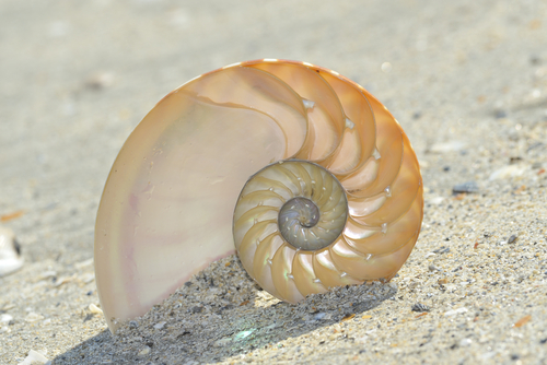 15 Beautiful Examples of Mathematics in Nature Dolan Obscure