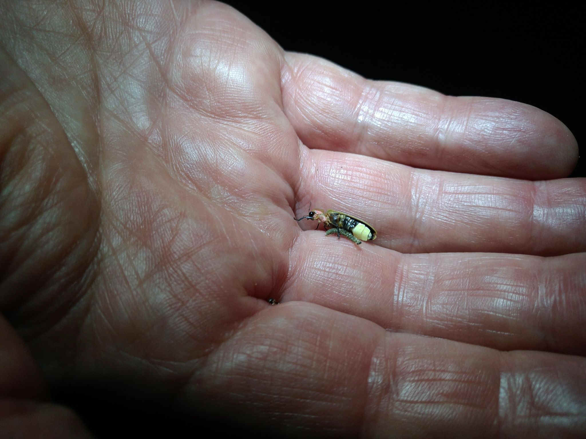 lightningbugs