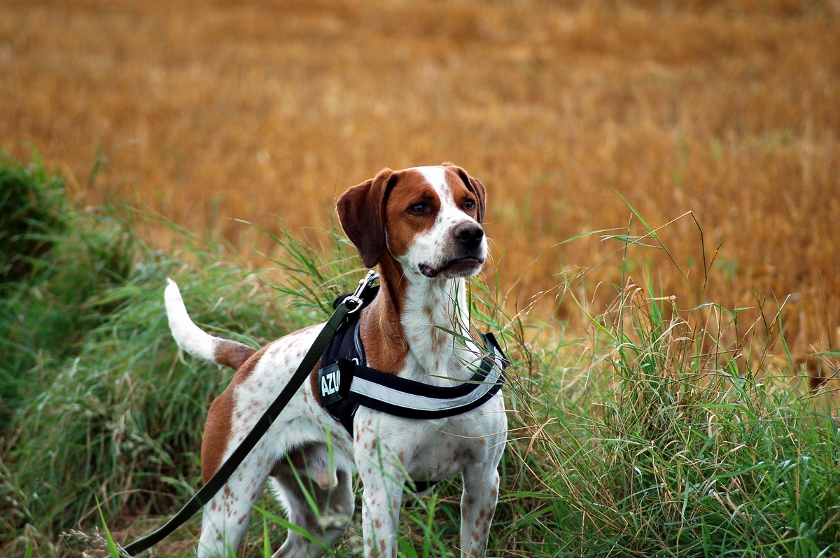 Beschäftigungsmöglichkeiten für den Hund beim Spaziergang