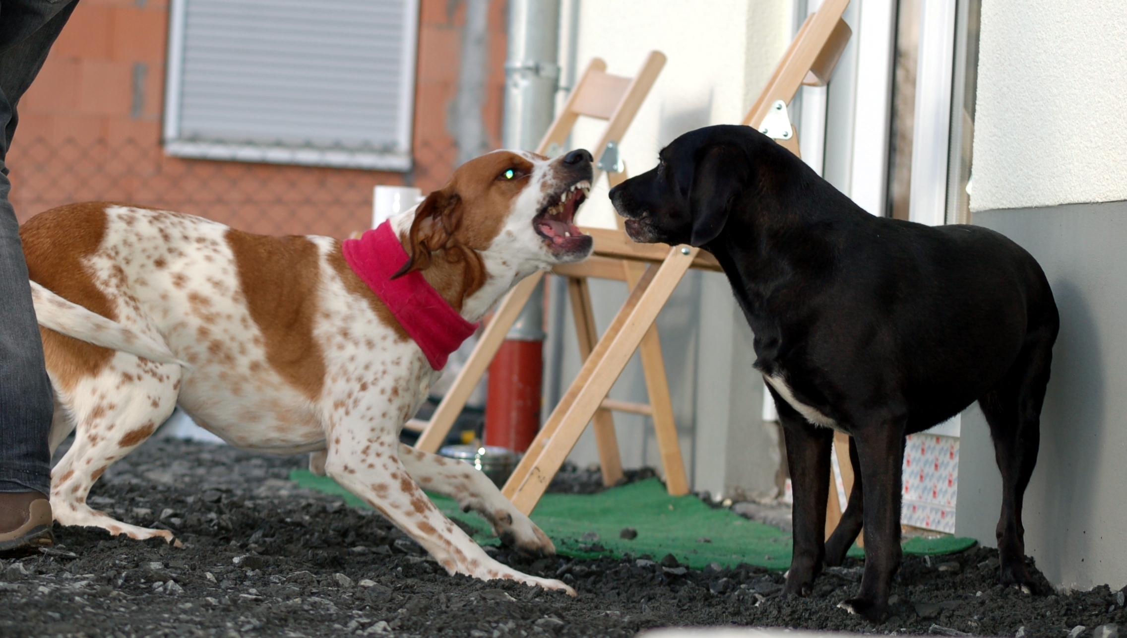 Verteidigung im Notfall Wenn der eigene Hund angegriffen