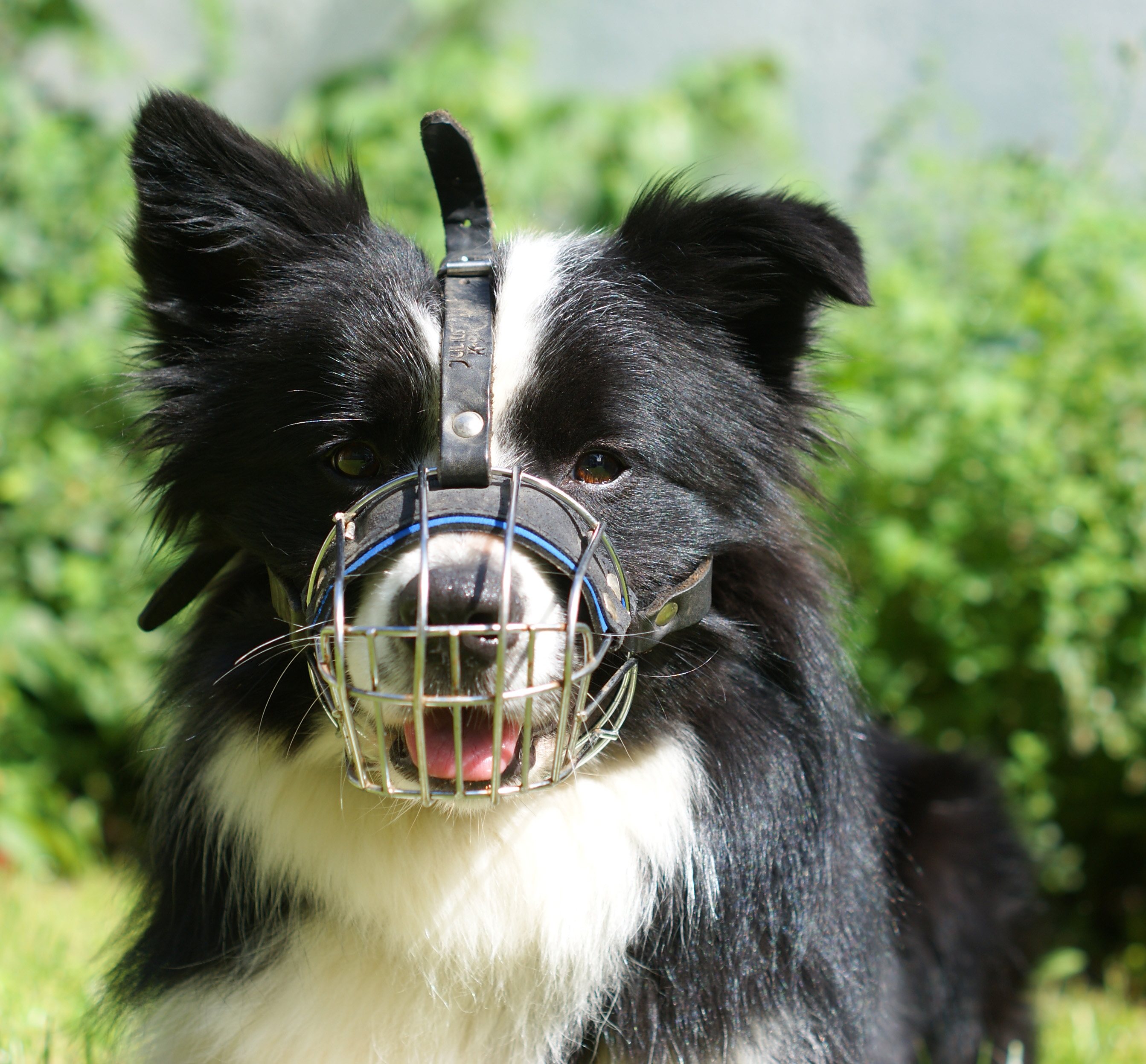 Aktion Maulkorb drauf Ein Plädoyer für den Maulkorb Allgemein Hund