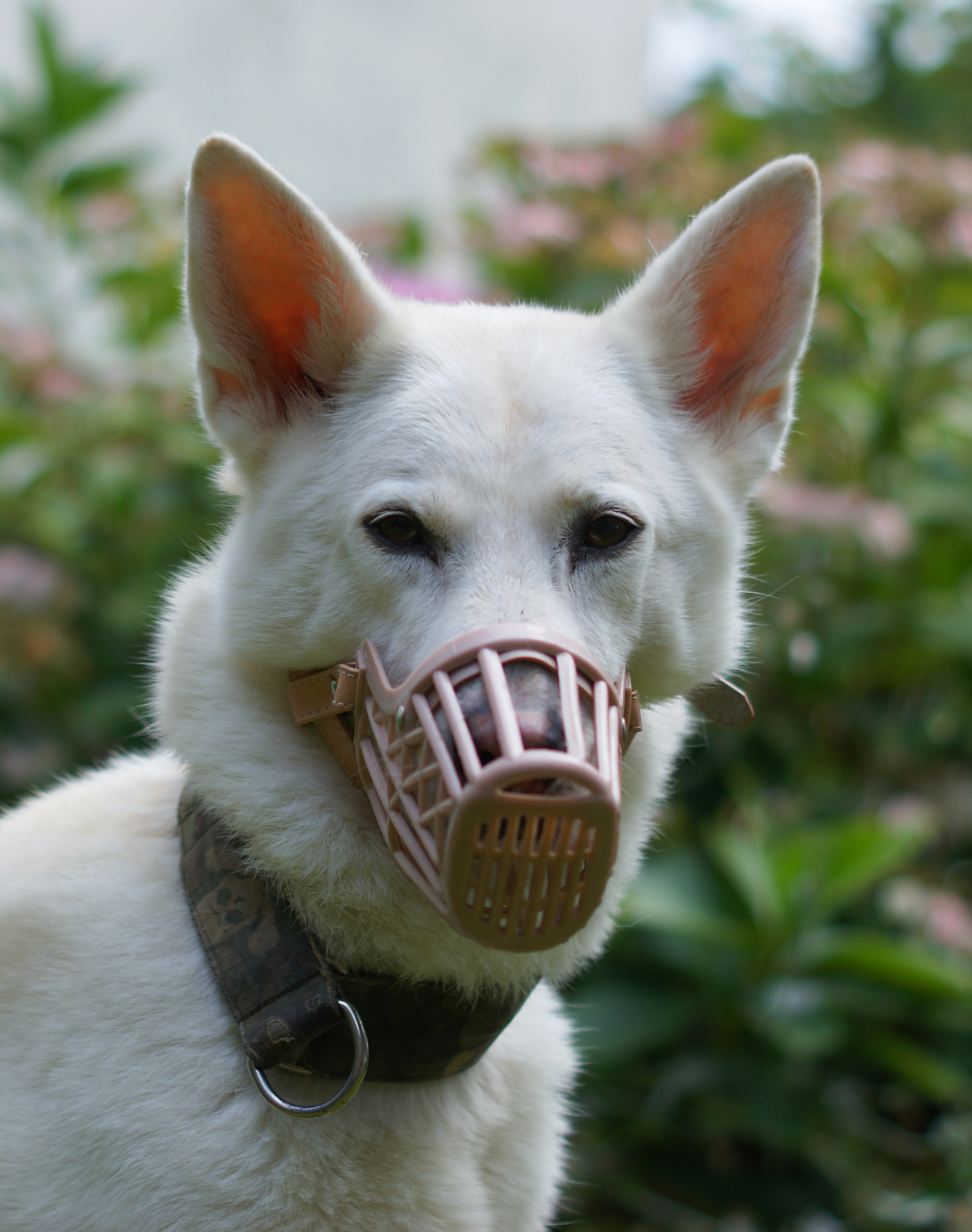 Aktion Maulkorb drauf Ein Plädoyer für den Maulkorb Allgemein Hund