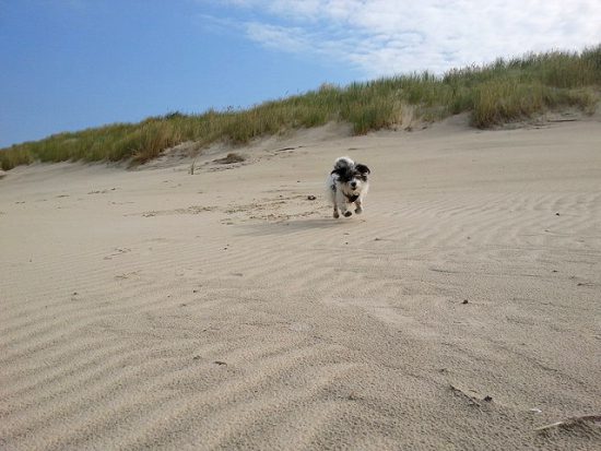 Urlaub mit Hund in Ostfriesland Moin, Moin! Hund