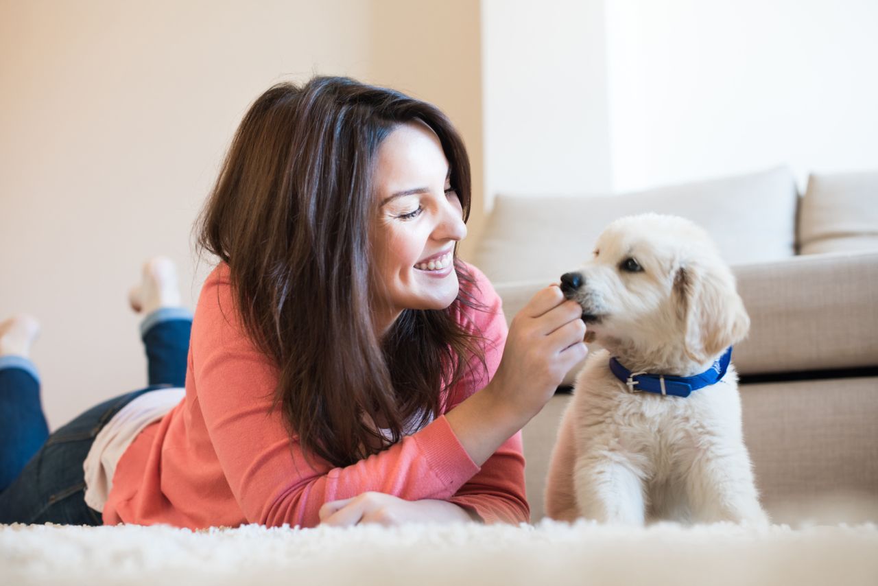 Hunde Ratgeber von A bis Z Hund