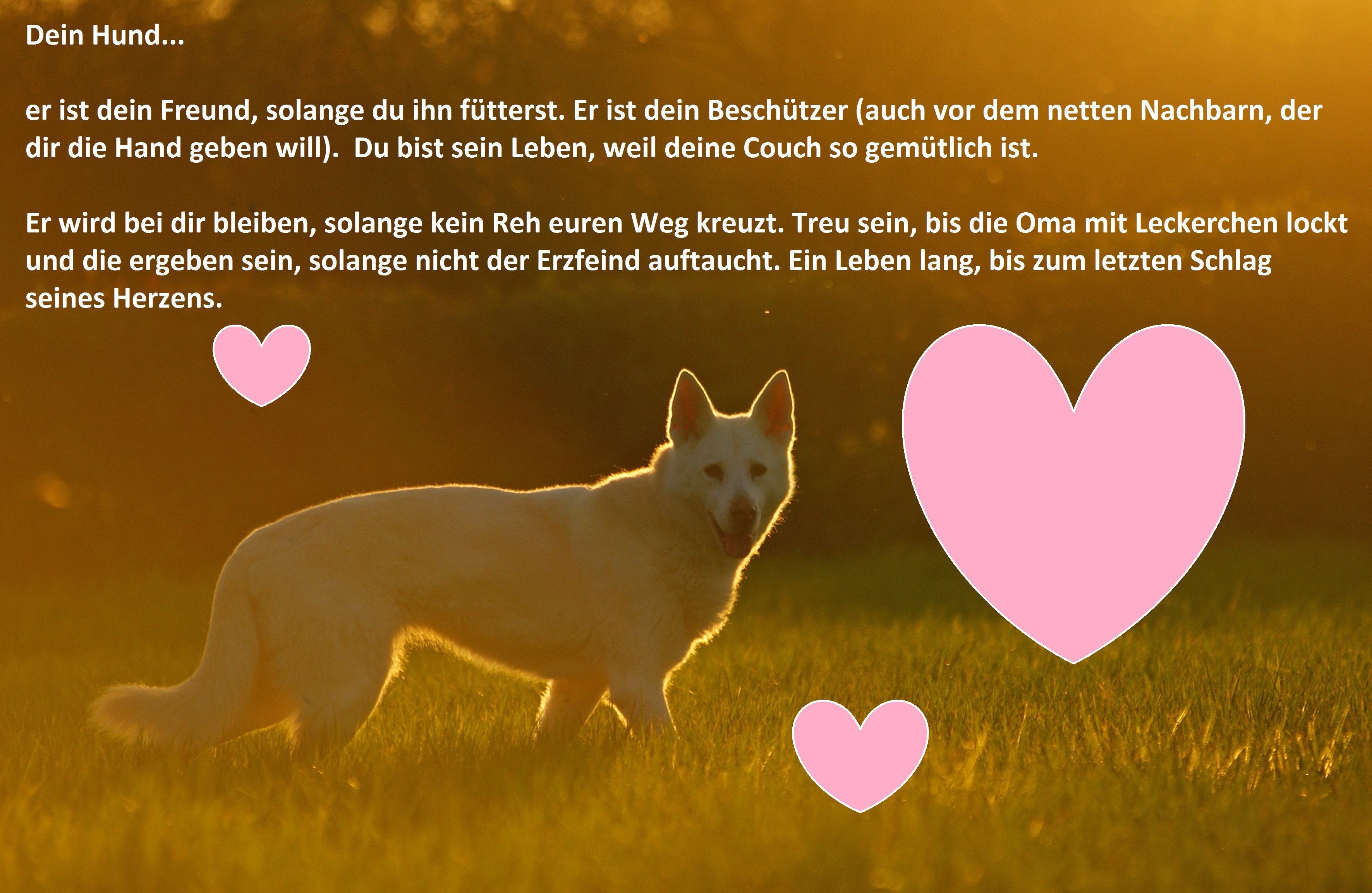 owalo design Hunde Leben Spruche