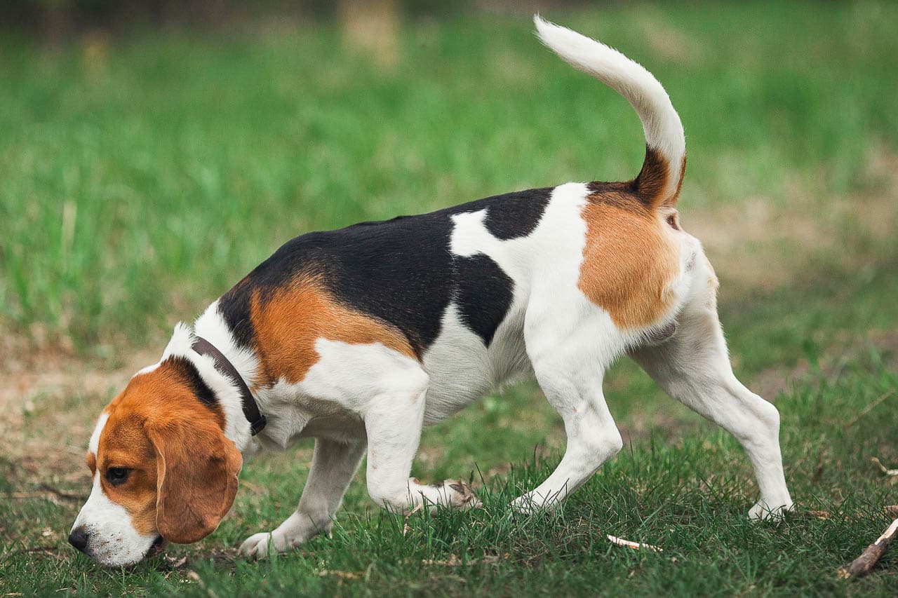 Beagle toller Familien & Jagdhund Hund