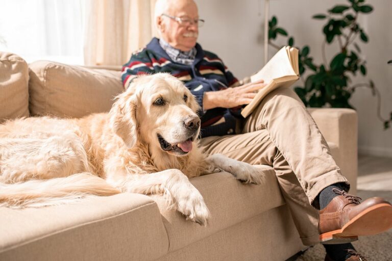 Demenz beim Hund Symptome und Behandlung Hund