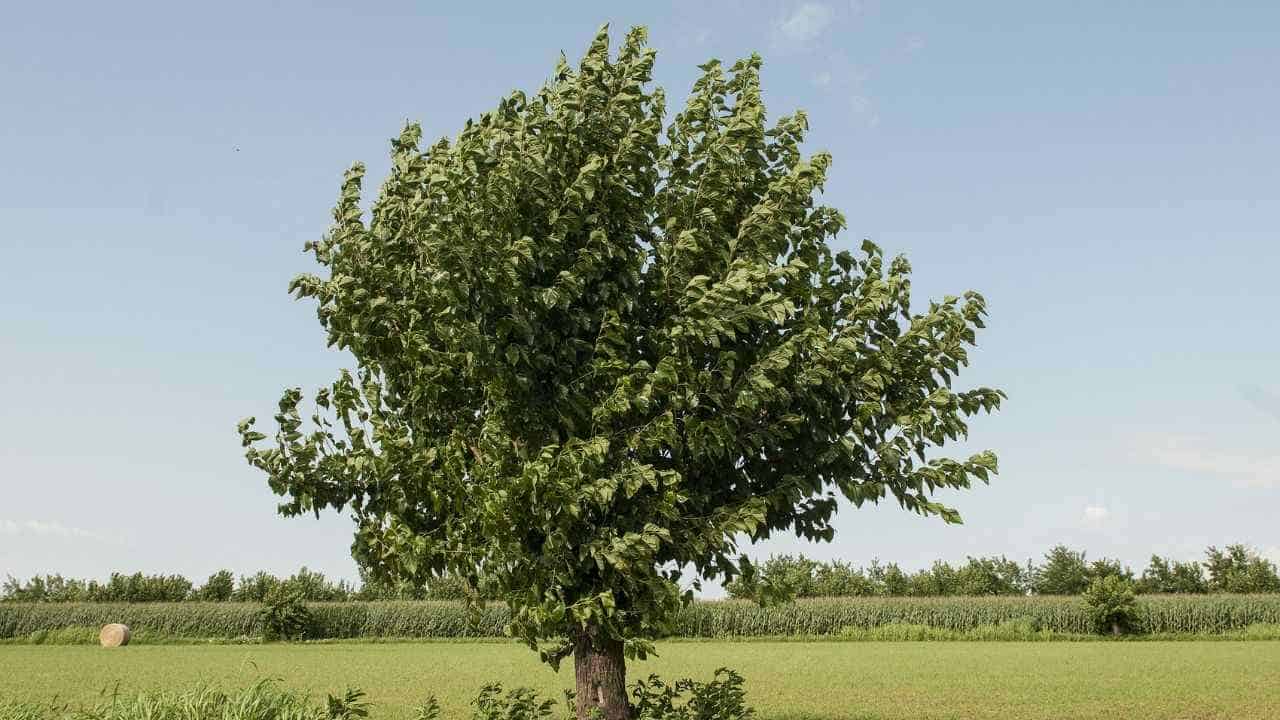 How to Plant, Grow & Care for Mulberry Tree Full Guide 2023