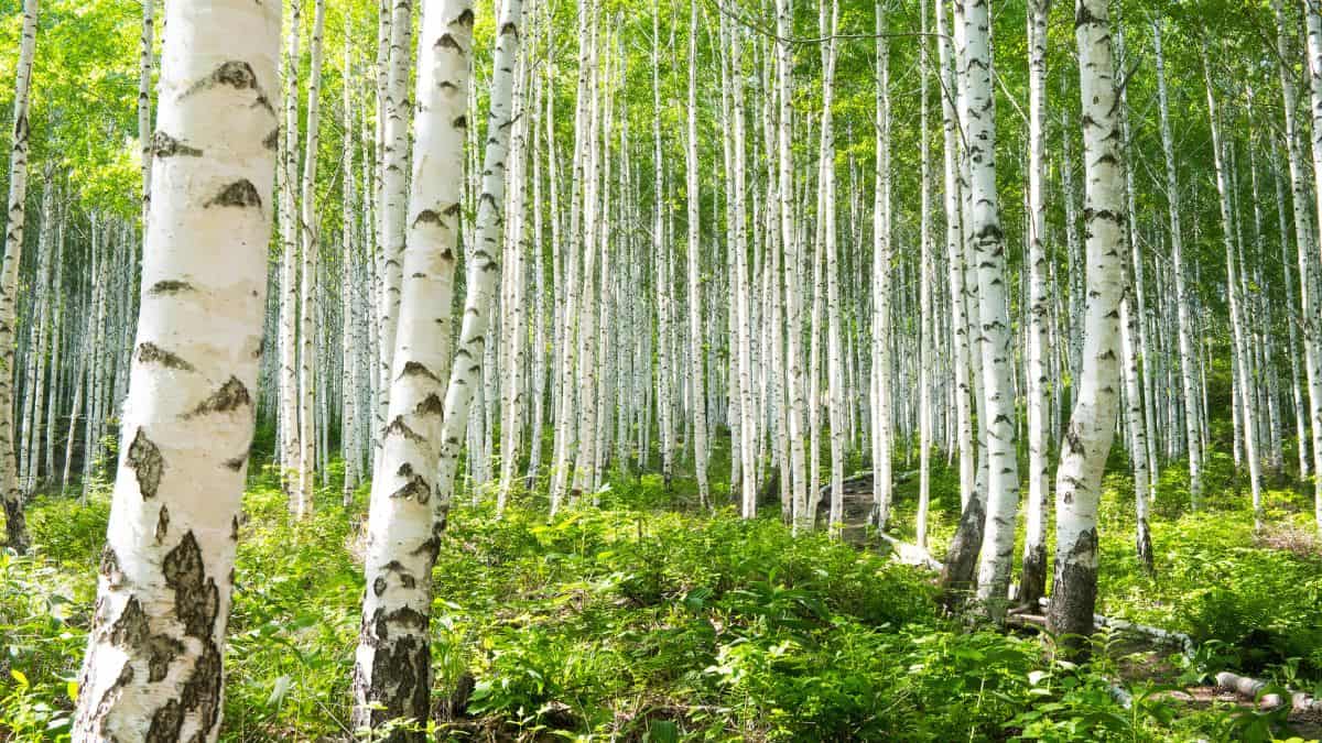 Birch Tree How to Grow + 11 Most Common of Birch Trees
