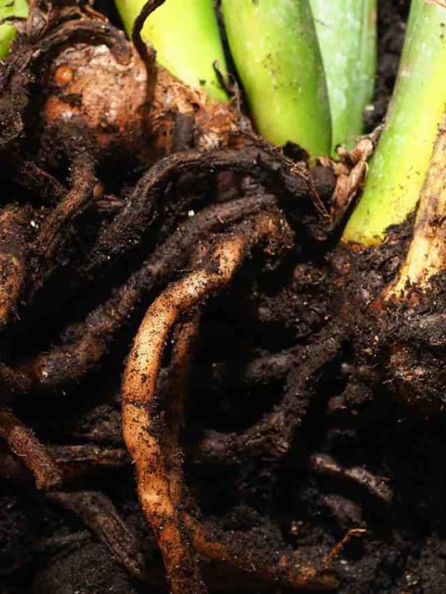 Root Rot Guide How to Identify, Treat & Prevent Root Rot in Plants(04)