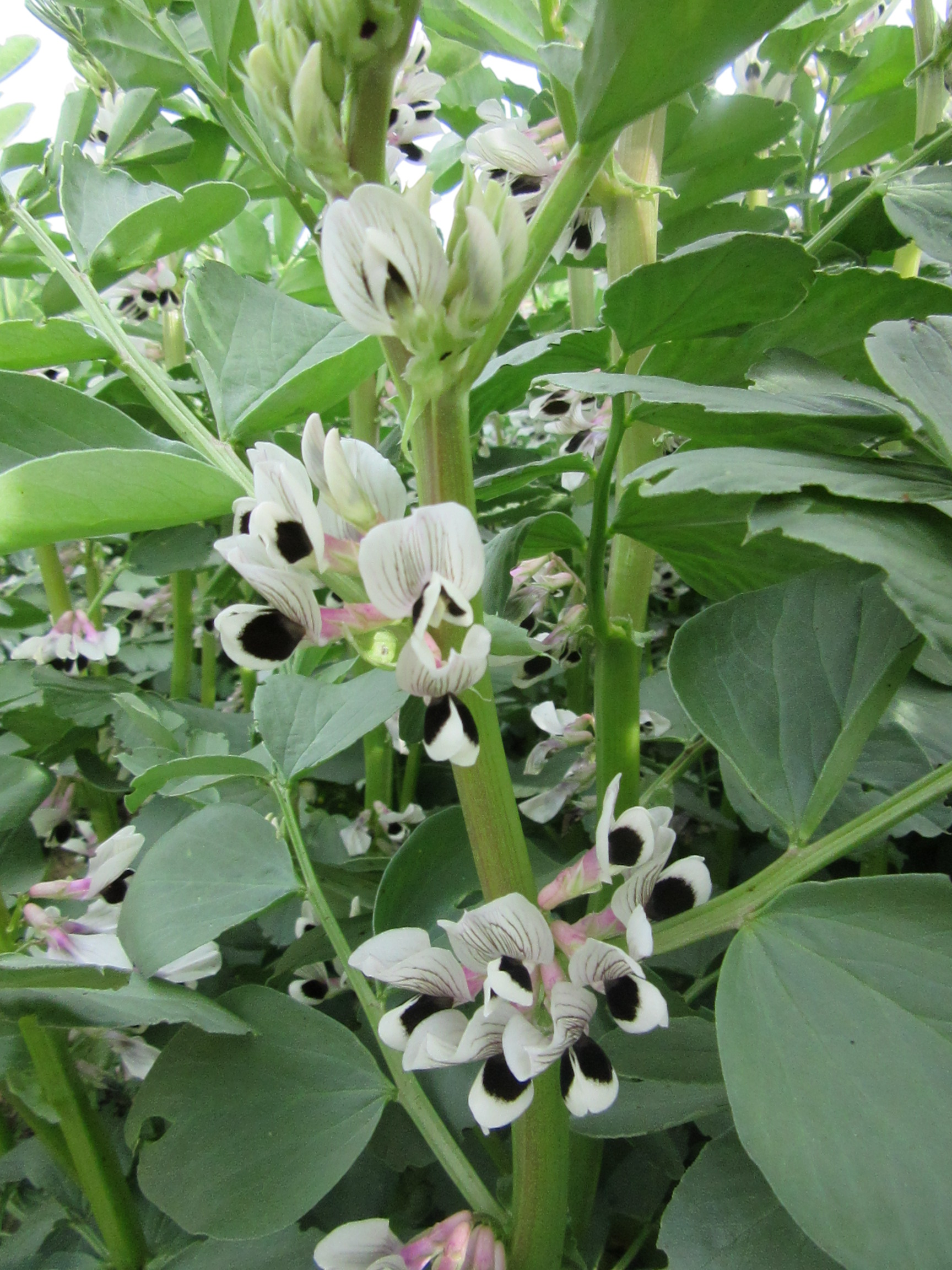 Broad bean PlantLore