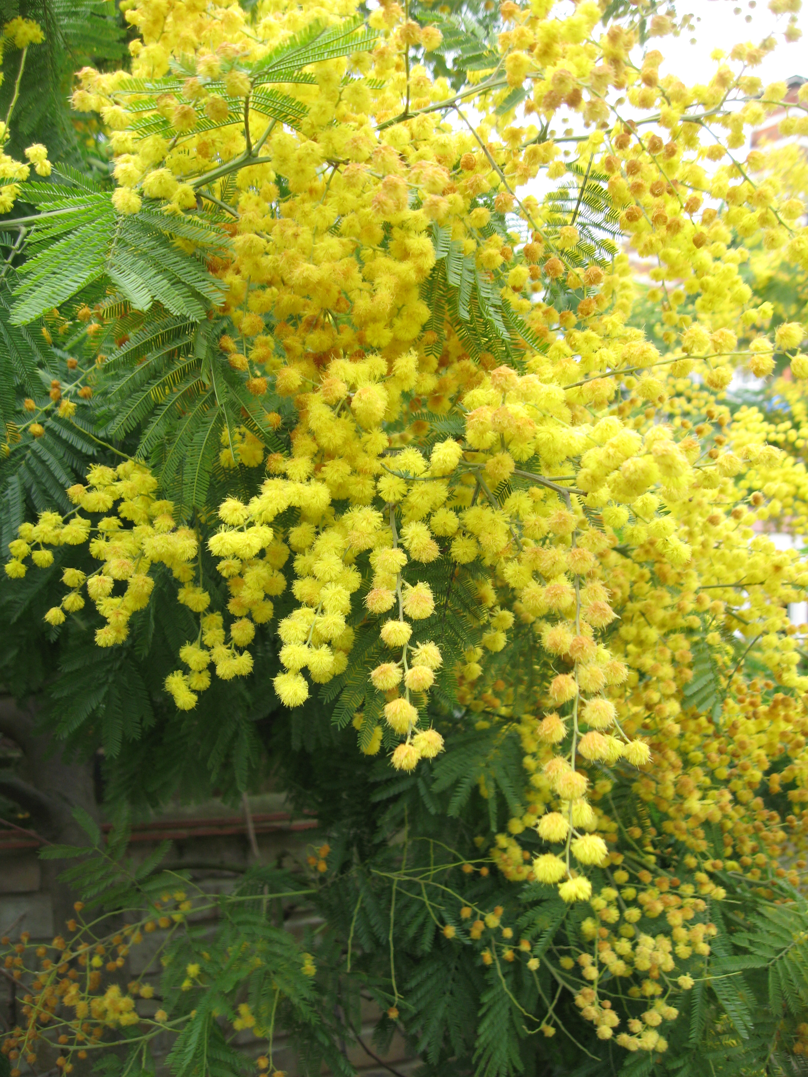 Mimosa PlantLore