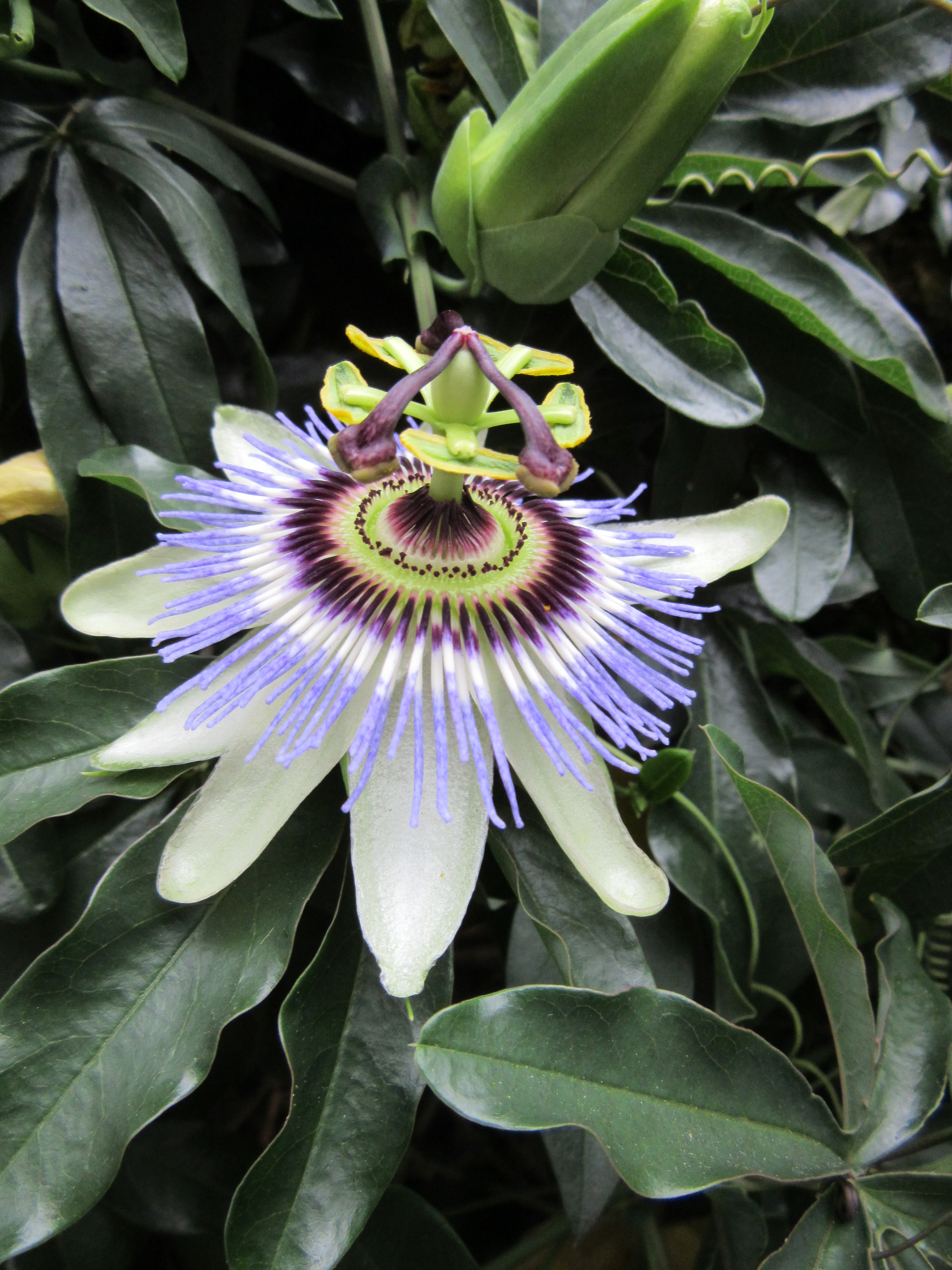 Passion flower PlantLore