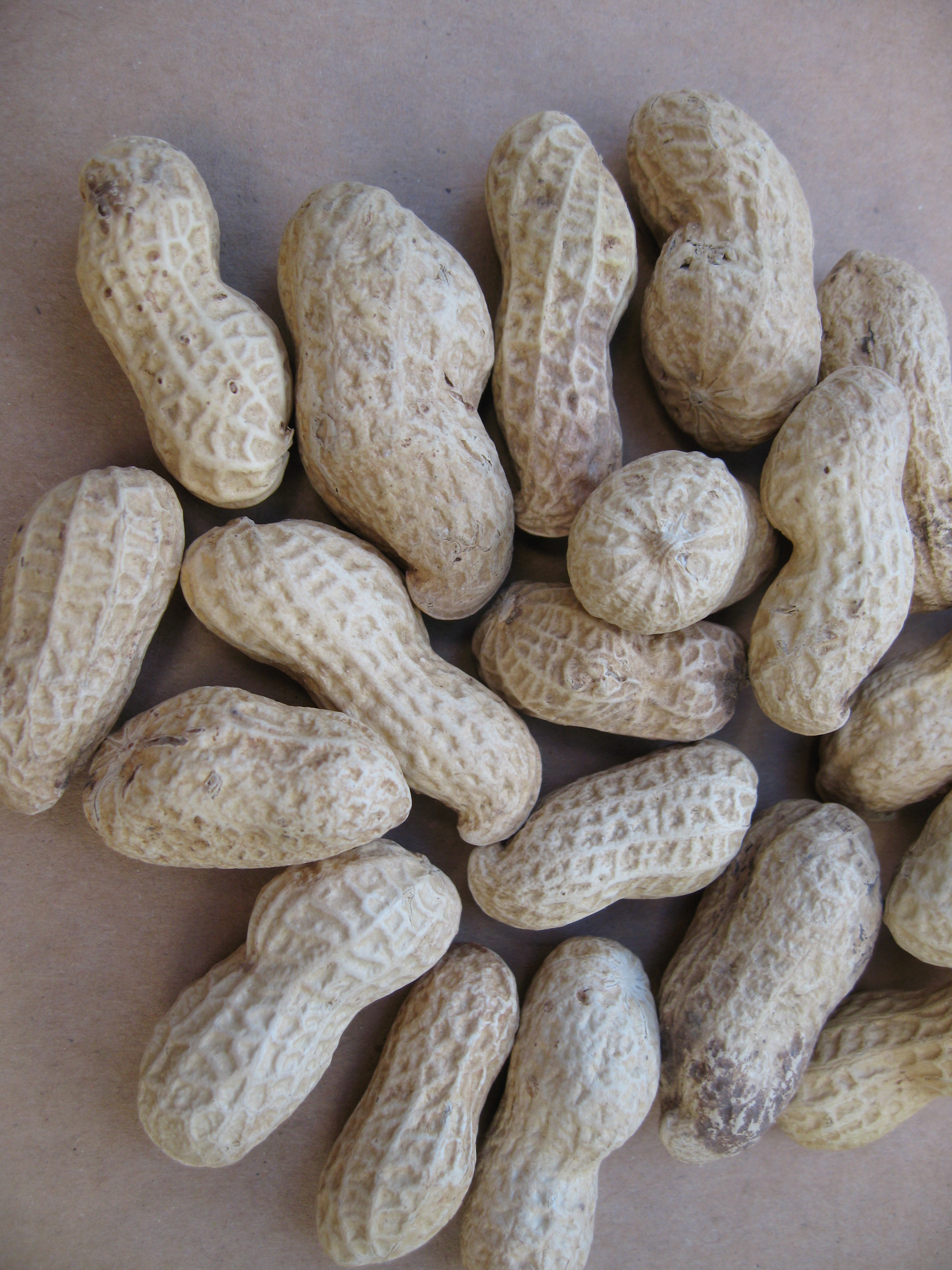 Peanut PlantLore