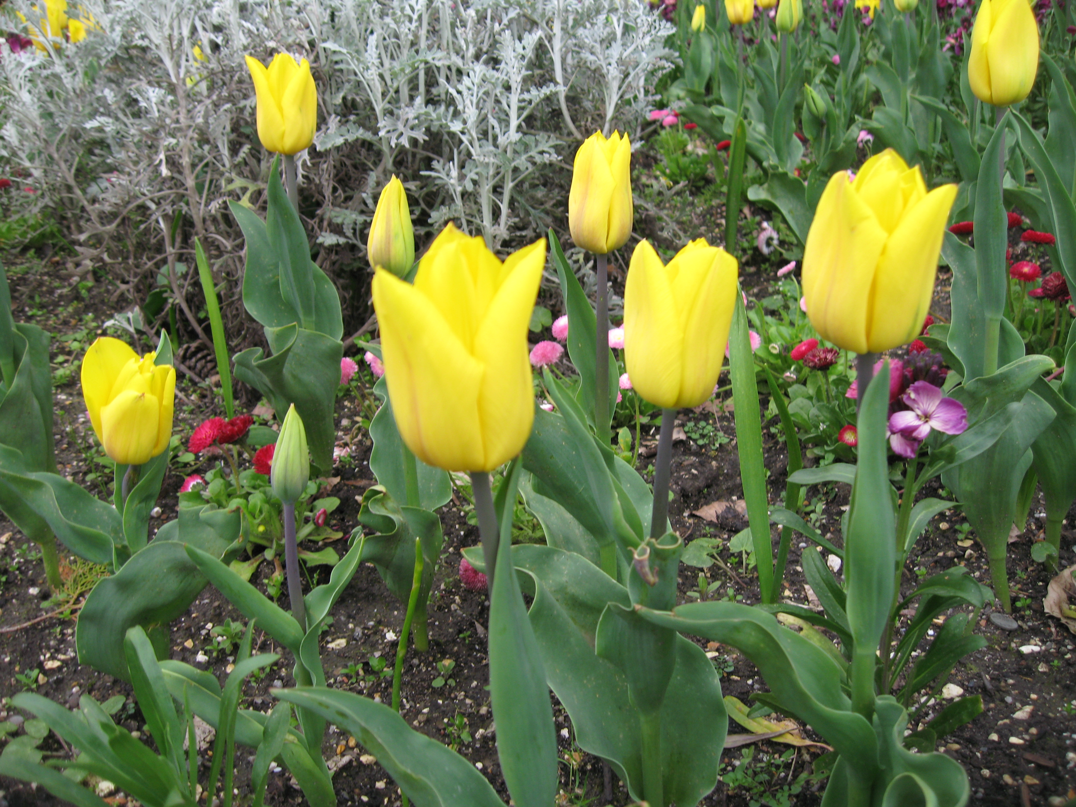 Tulip PlantLore